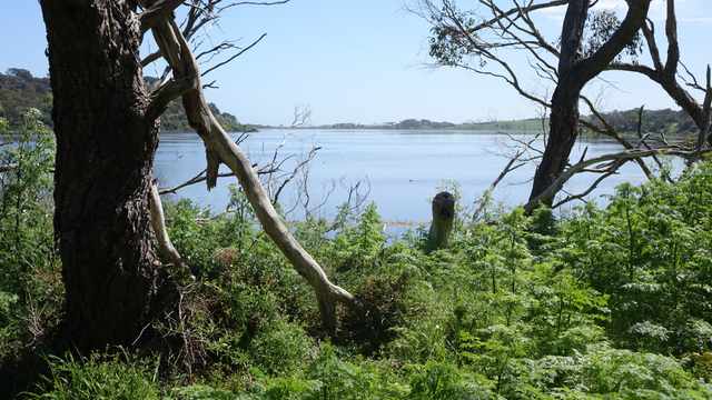 Tree trunks and branches frame the water and opposite shore of Tower Hill Lake.