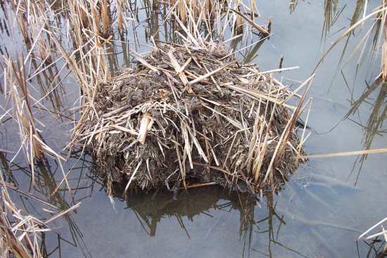 A low mound of broken plant stems sits partly above water among upright marsh vegetation.