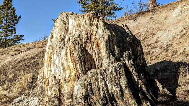 A large pale petrified stump with vertical grain stands against a bare earthen slope, with living pine trees behind it.