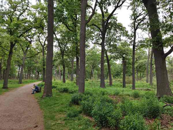 A path and bench beneath tall trees, with dense green growth beside the path.