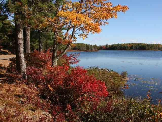 An autumn-colored tree leans above lakeside vegetation, with a gravel road and distant walkers at far left.