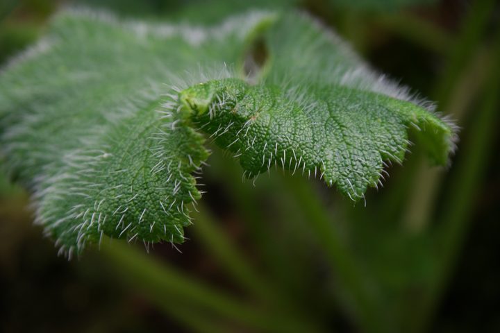 Broad green leaves curl towards the camera, with pale hairs along their surfaces and edges.