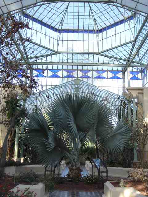 A fan-leaved palm and smaller plants fill raised beds beneath an iron-framed glass roof with a blue decorative band; a tiled path runs between the beds.