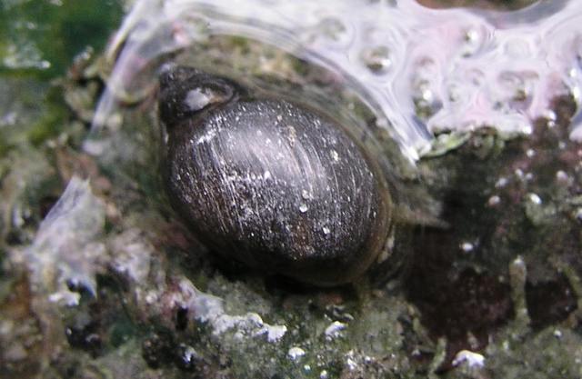 A dark, rounded spiral snail shell rests on wet green material beside clusters of water bubbles.