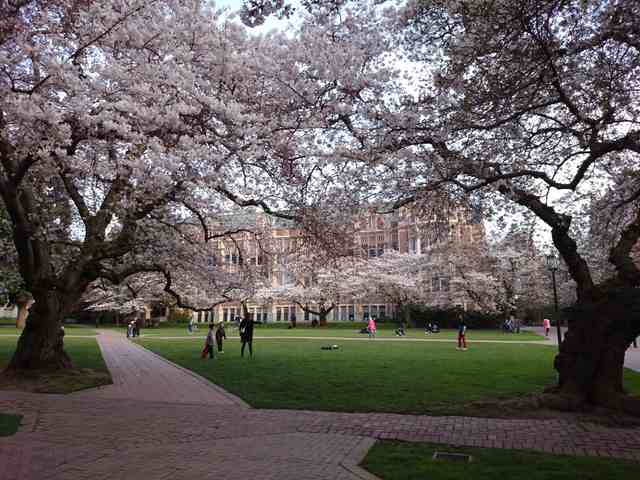 Flowering cherry branches arching over lawns and brick paths, with campus buildings and scattered visitors beyond.