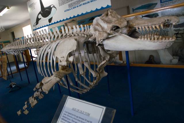An orca skeleton stands on metal supports inside a museum.