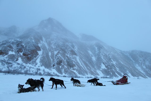 Harnessed dogs rest in a snowy mountain corridor, with a red sled behind them.