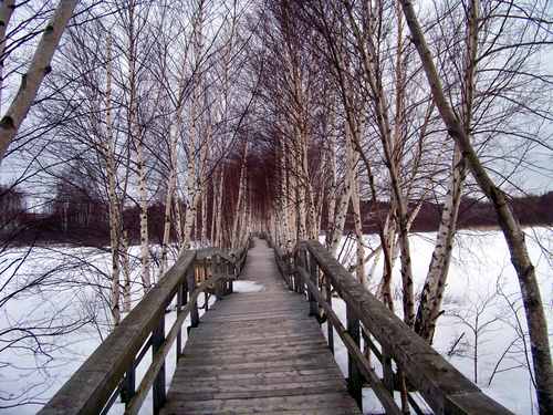 A wooden boardwalk and railings recede between pale, leafless tree trunks, with snow on both sides.