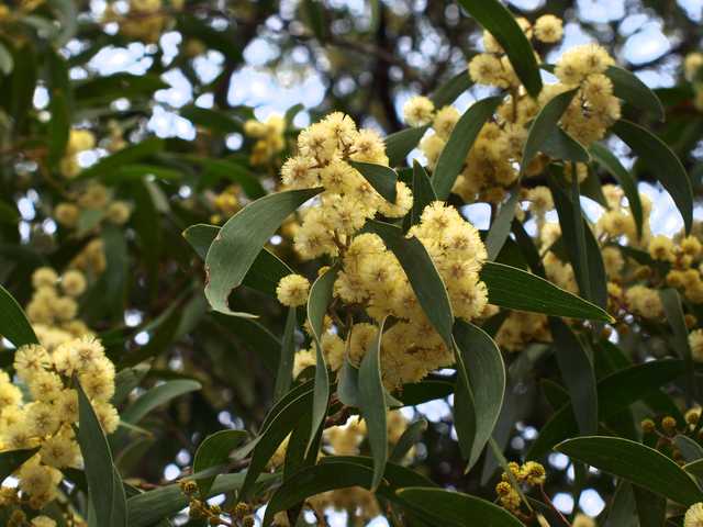 Clusters of round yellow flowers among long green leaves, with an out-of-focus leafy background.