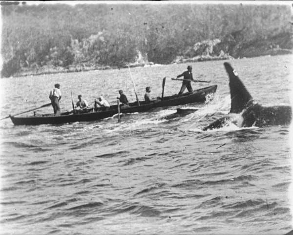 A tall orca dorsal fin rises beside a long open boat carrying whalers.