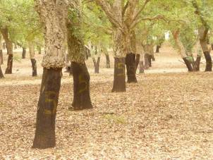 Several cork oak trunks with dark stripped lower sections beneath thicker, lighter bark; faint markings appear on the foreground trunk.