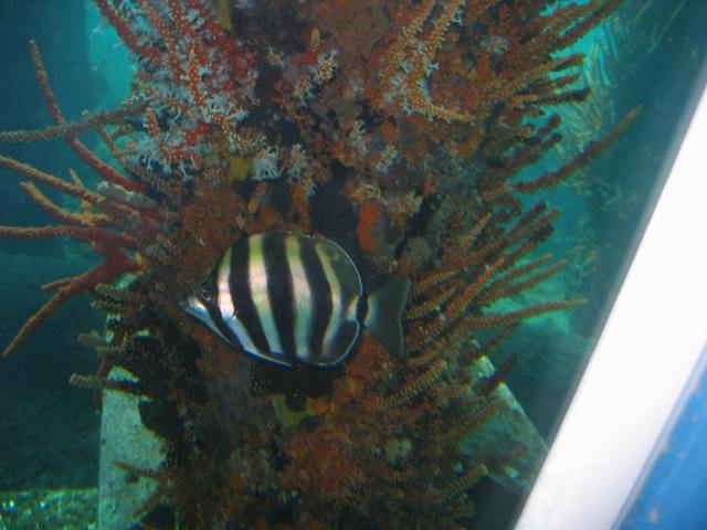 A striped fish beside marine growth on a submerged support, seen through a window with a white frame at right.