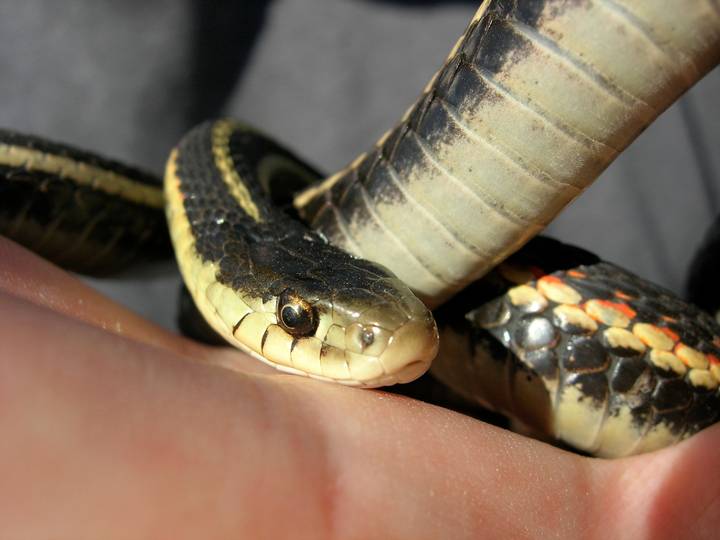 Close view of a garter snake’s head and looped body resting on a hand.