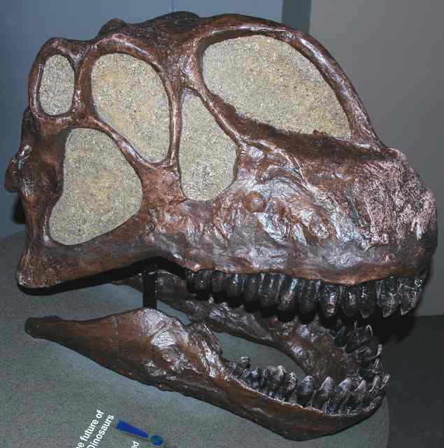 Side view of a broad, short-snouted fossil skull with large openings and visible teeth in a museum display.
