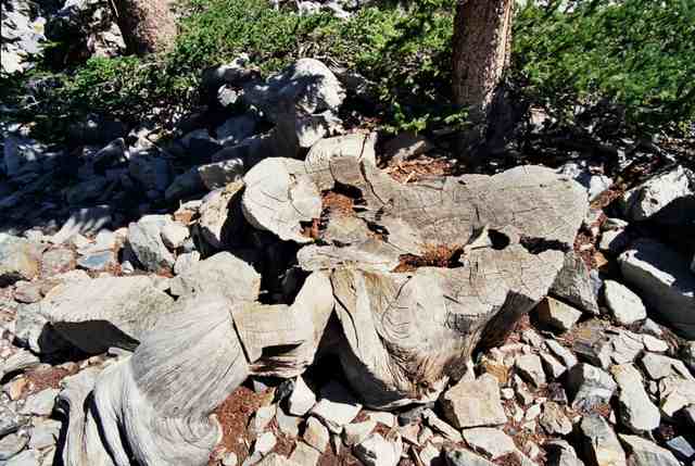 A broad, cracked cut stump lies among pale stones and living branches.