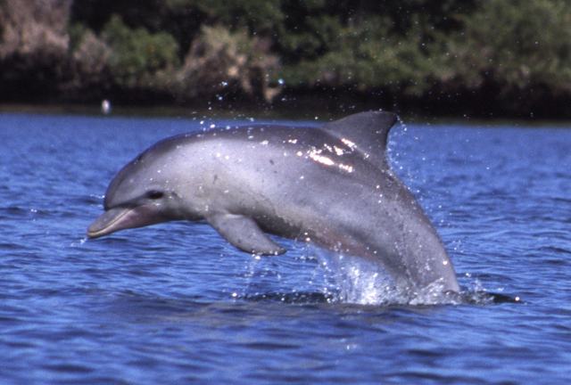 A dolphin arcs out of the water with spray around its body.
