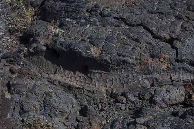 A long hollow runs through dark porous rock, with a cracked, trunk-like surface pattern along its inner wall.