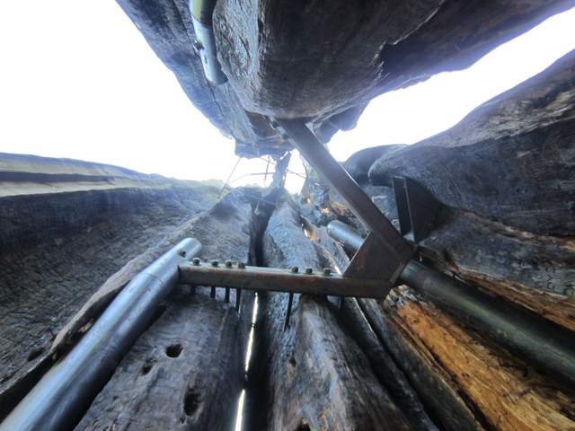 Looking upward through a hollow trunk, with metal tubes, bolts and a horizontal bracket visible against the wood.