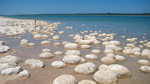 Rounded pale thrombolite structures emerge from shallow water beside the open lake.