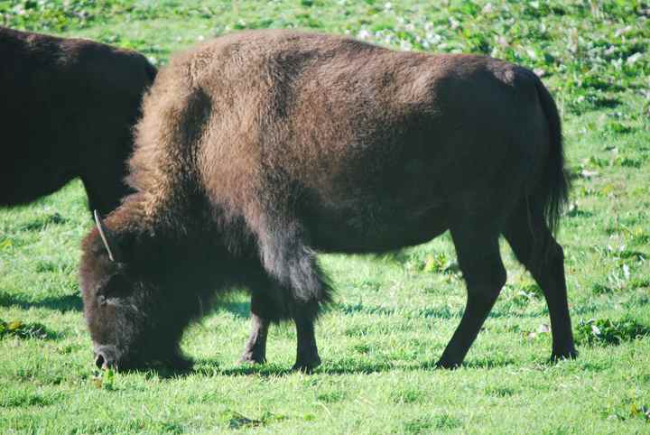 A bison grazes on grass, with part of another animal visible at the left.