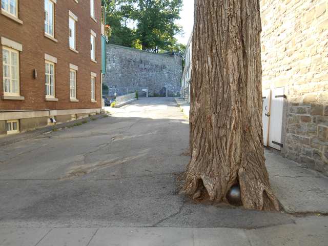 A tree trunk grows around a small dark metal ball beside a paved street and stone buildings.