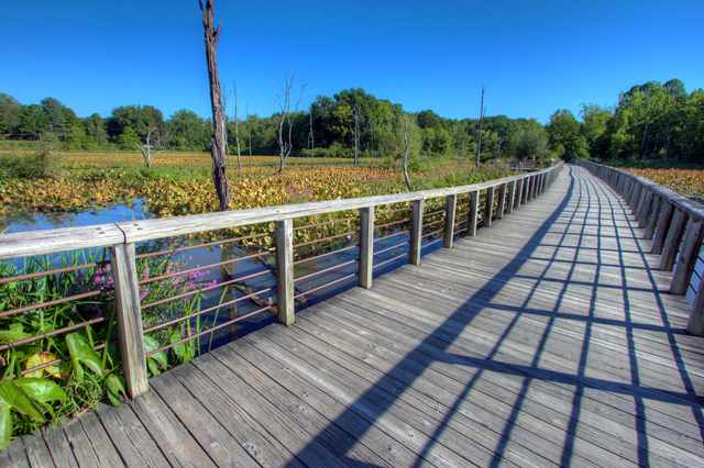 A wooden boardwalk curves beside wetland water and vegetation, with standing bare trunks and rail shadows; distant visitors are small and unidentified.